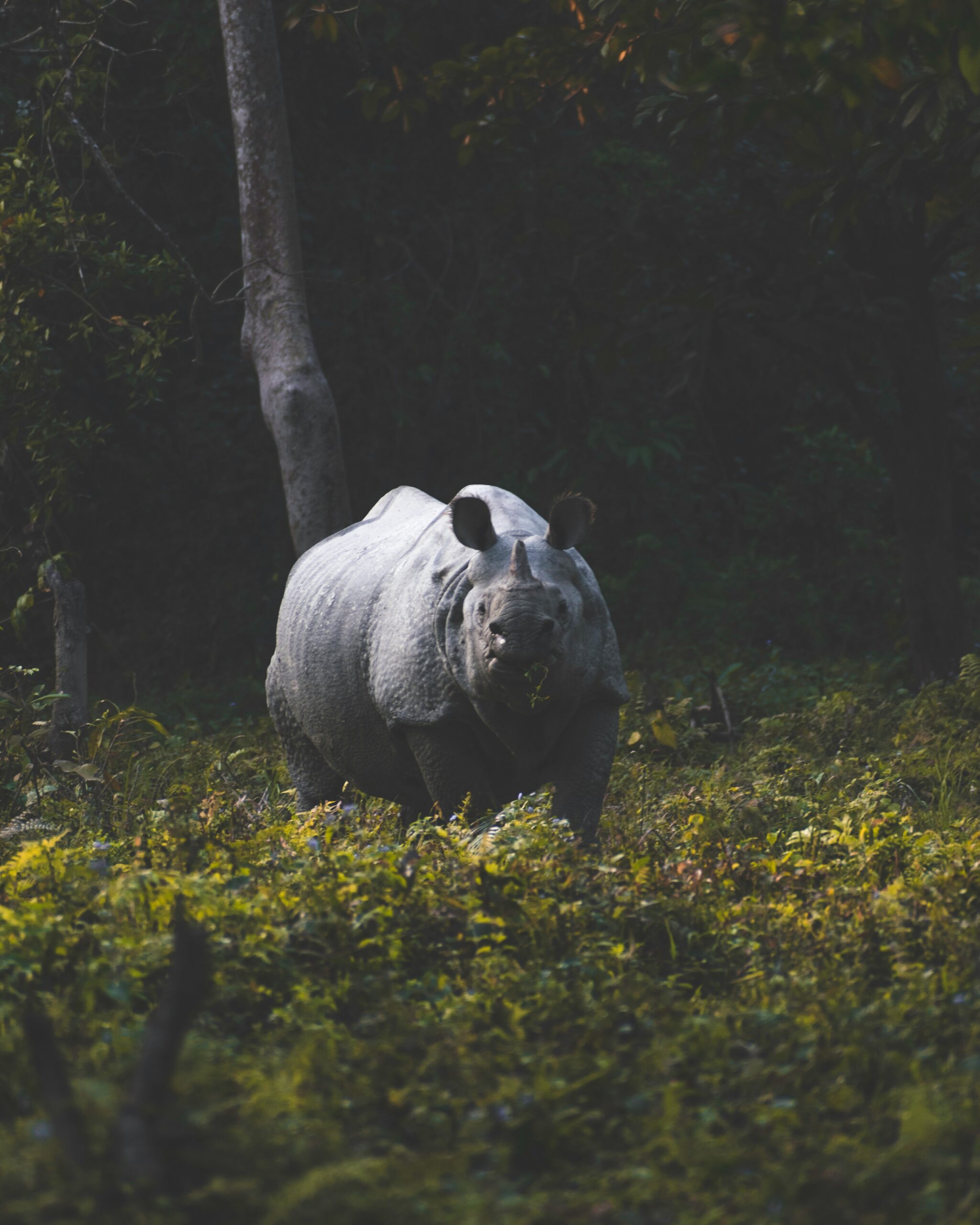 chirag-saini-QrIUPFV_LZU-unsplash